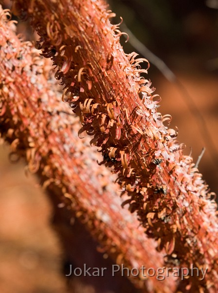 Larapinta_20080616_750 copy.jpg - Minni ritchi bark